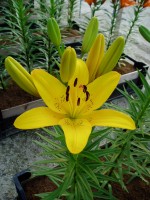 [1682 YellowDiamond DJ No01.JPG]